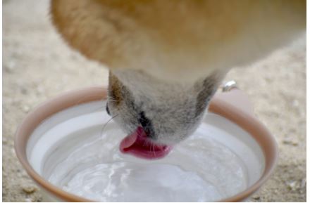 犬　猫　水道水